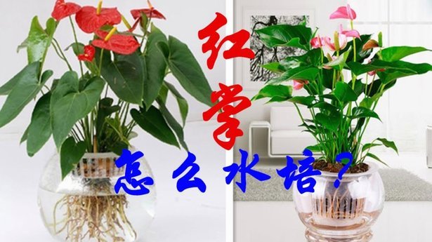 花呗秒套平台 现在怎么样