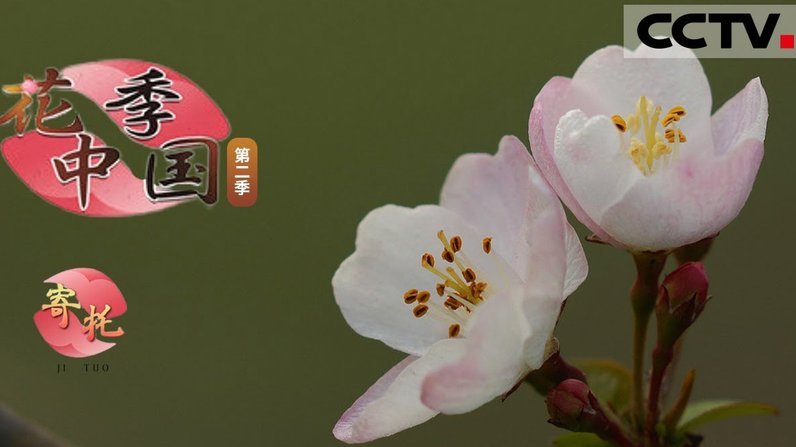 花呗是什么平台的