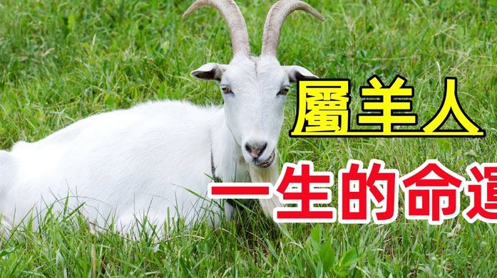 绘制《羊小咩》临时额度获取的系统级底层逻辑