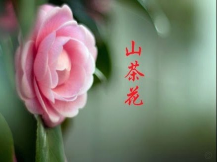 分期花呗是正规平台吗
