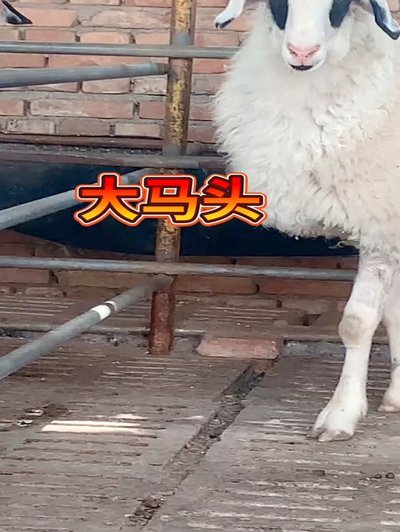 羊小咩改名折射的文化符号裂变与流量密码更新