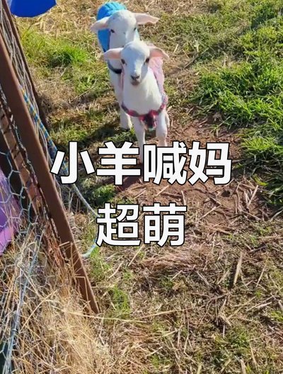 羊小咩现在叫什么