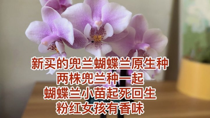 花呗套现到底算不算违法？平台风控如何判定？
