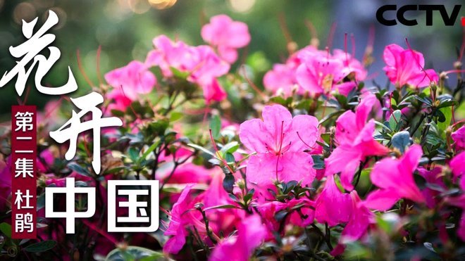 拿去花提现：是馅饼还是陷阱？