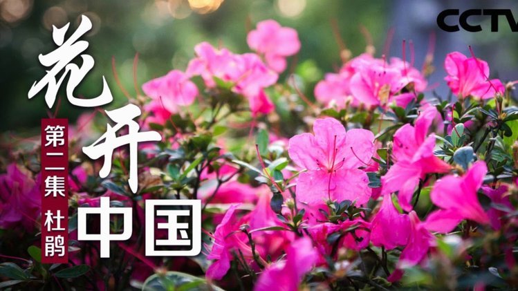 花呗新图景：信用消费如何驱动数字金融进化？