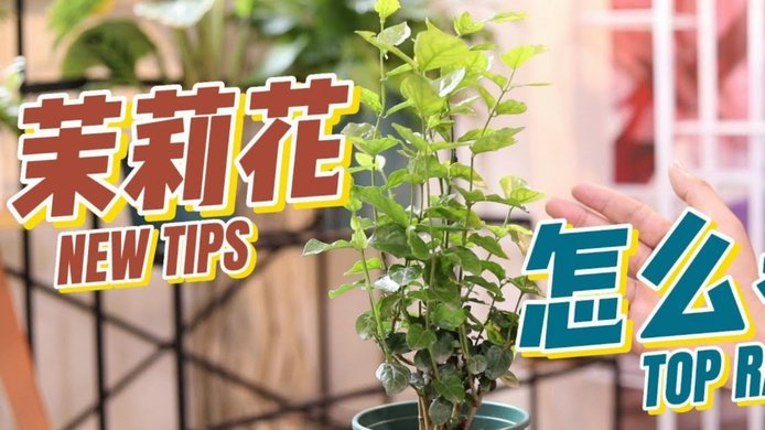 兴趣导向的自由行：深度探索指南