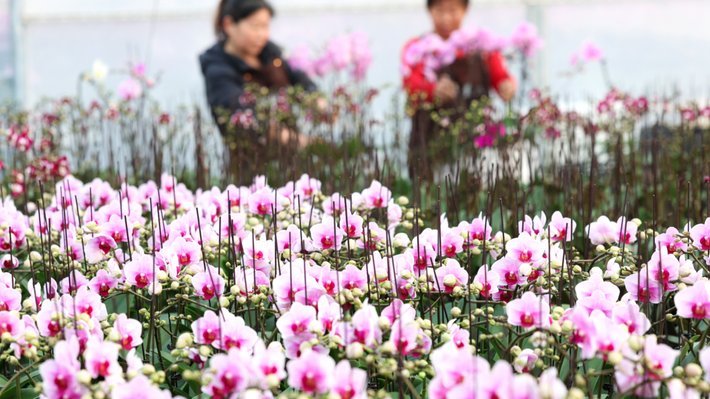 花呗是什么平台的公司