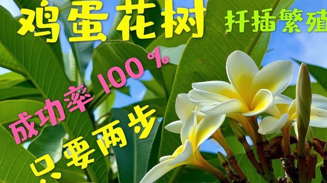 携程“拿去花”玩转技巧