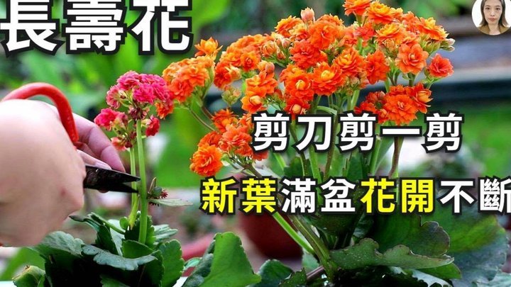 携程里面拿去花怎么用